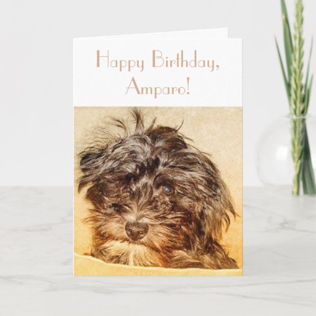 Tarjeta plegable de cumpleaños Schnoodle (Anverso)