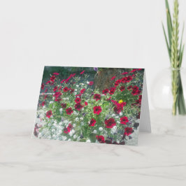 Tarjeta plegada con Petunias alpinas