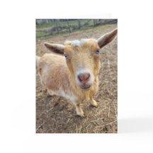 Tarjeta plegada de 5"x7" || Ginger