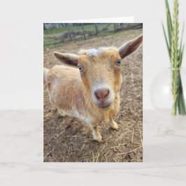 Tarjeta plegada de 5"x7" || Ginger