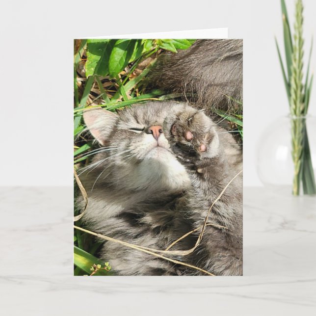 Tarjeta plegada de 5"x7" || Granite Cat Nap (Anverso)