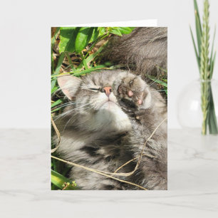 Tarjeta plegada de 5"x7"    Granito Cat Nap