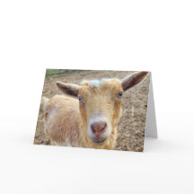 Tarjeta plegada de 5"x7"-h || Ginger