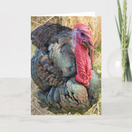 Tarjeta plegada de 5"x7" || Thomas en la paja