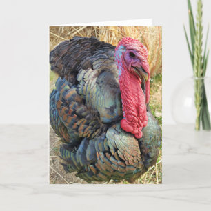 Tarjeta plegada de 5"x7"    Thomas en la paja