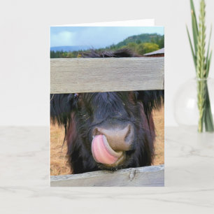 Tarjeta plegada de 5"x7" Vaca Highland de Escoc