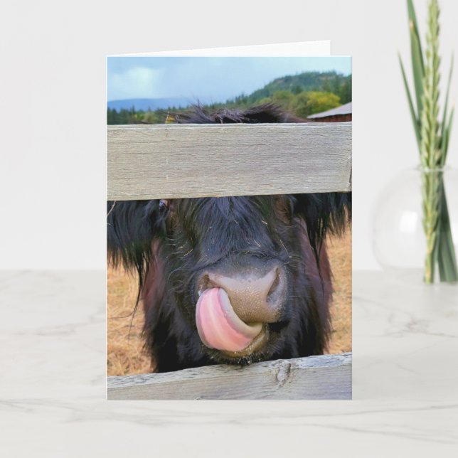 Tarjeta plegada de 5" x 7"|| Vaca Highland de Esco (Anverso)