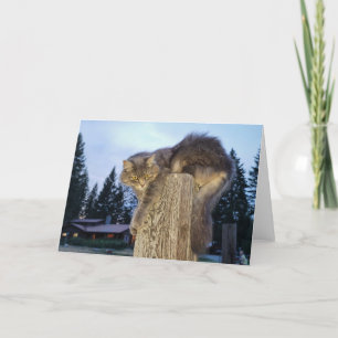 Tarjeta plegada de 7"x5" Gato católico