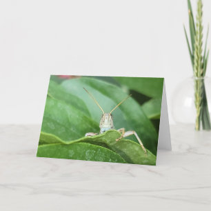 Tarjeta plegada de 7"x5"    Grasshopper