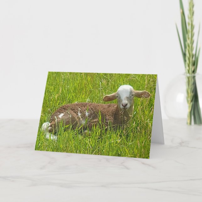 Tarjeta plegada de 7"x5" || Lambie Scout (Anverso)