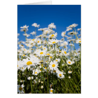 Tarjeta plegada de Daisies