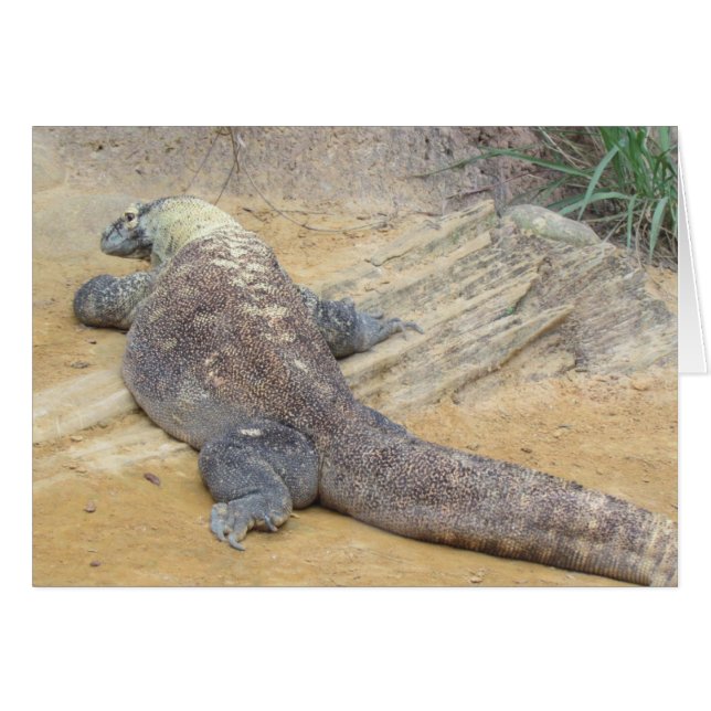Tarjeta plegada Komodo Dragon (Anverso (Horizontal))