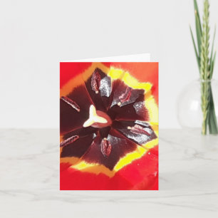 Tarjeta plegada Scarlet Red Tulip