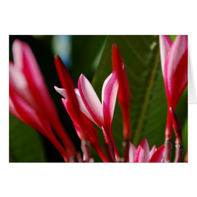 Tarjeta Plumeria rosa (Anverso (Horizontal))