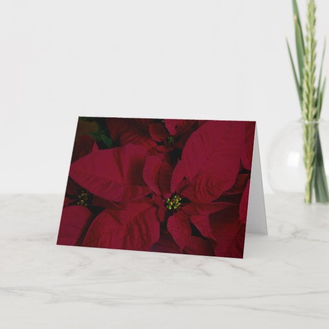 Tarjeta Poinsettia #7 (Anverso)