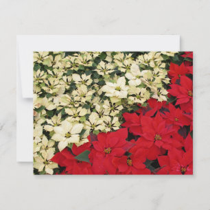 Tarjeta Poinsettias blancas y rojas con flores