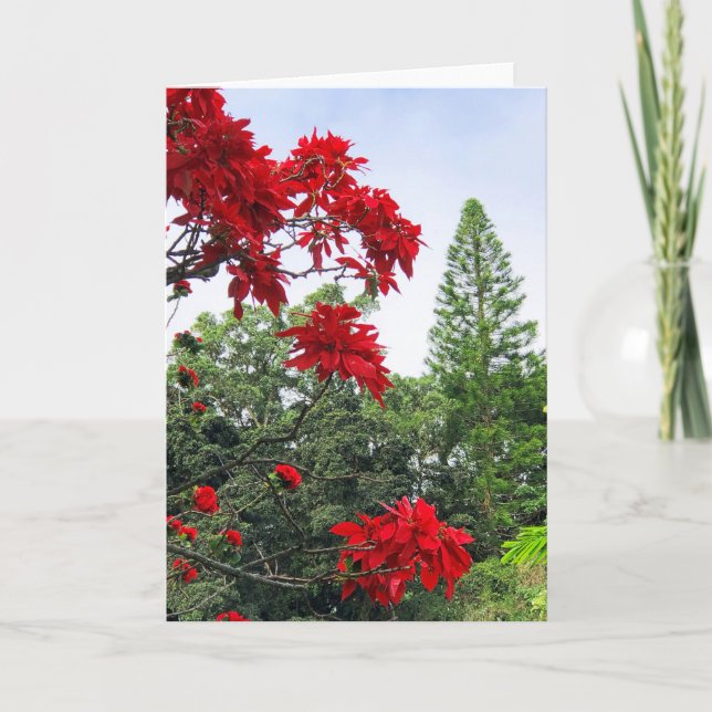 Tarjeta Poinsettias de Hawái (Anverso)