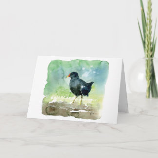 Tarjeta polla de agua común