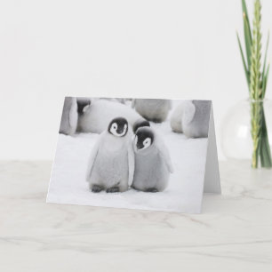 Tarjeta Pollitos de Pingüino Emperador en Hielo en Antárti