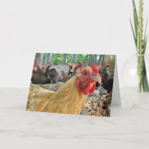 Tarjeta Pollo