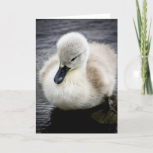 Tarjeta Pollo del cisne del cisne el del bebé