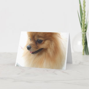 Tarjeta Pomerania Lover