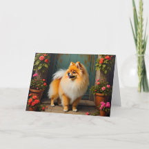 Pomerano