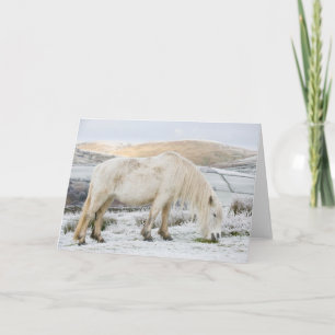Tarjeta Poni Fell blanco en páramo en invierno