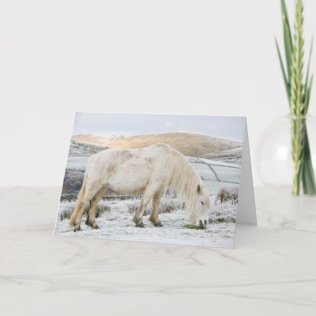 Tarjeta Poni Fell blanco en páramo en invierno (Anverso)