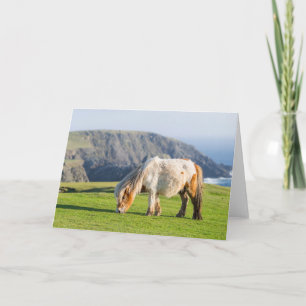 Tarjeta Poni Shetland en pastizal cerca de acantilados alt
