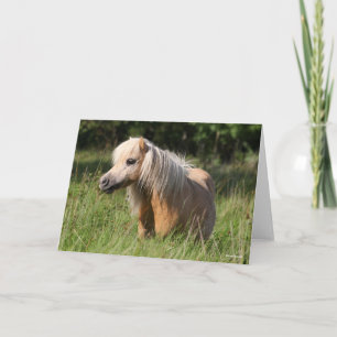 Tarjeta Pony de Bob Langrish Shetland de pie en largo