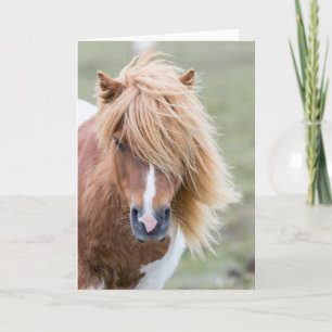 Tarjeta Pony de Shetland en la isla de Unst