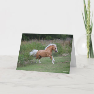 Tarjeta Pony Stallion en ejecución