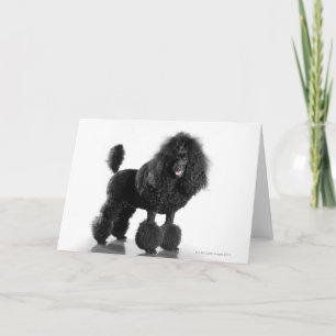 Tarjeta Poodle negro recortado