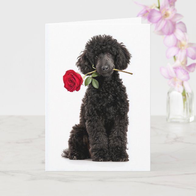 Tarjeta Poodle Valentine (Orquídea)