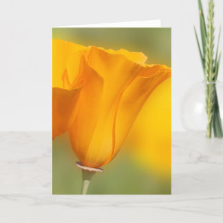 Tarjeta Poppy de California