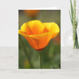 Tarjeta Poppy de California