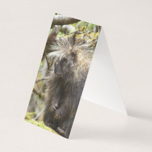 Tarjeta Porcupina determinada