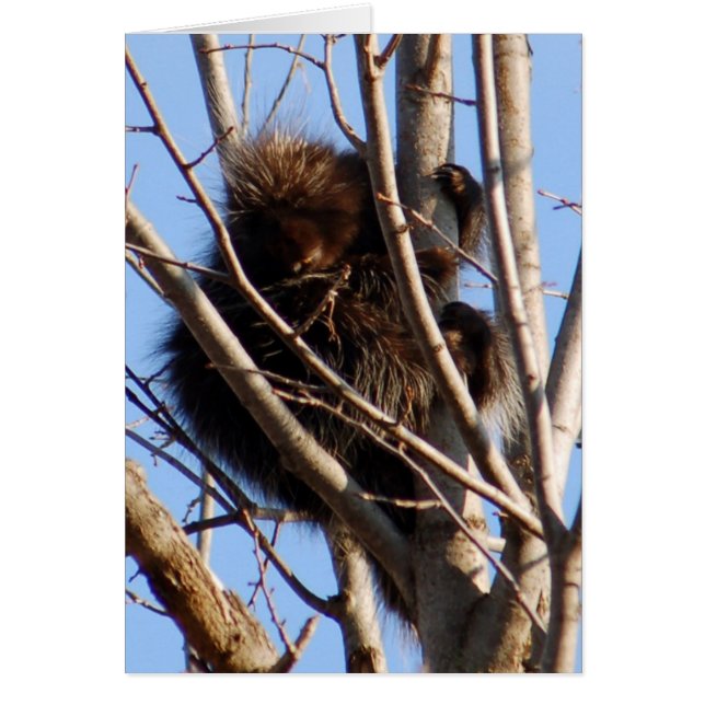Tarjeta Porcupine (Frente)