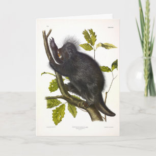 Tarjeta Porcupine de Norteamérica o Canadá por Audubon