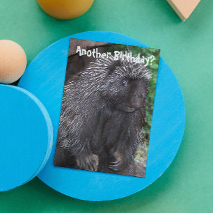 Tarjeta Porcupine Photo Funny Cumpleaños