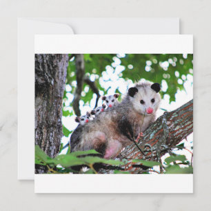 Tarjeta Possum, mamá y bebés
