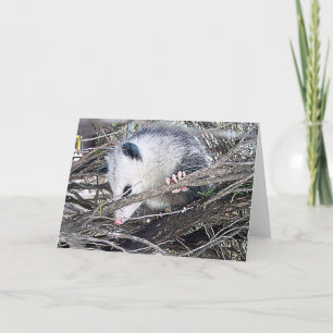 Tarjeta Possum Opossum