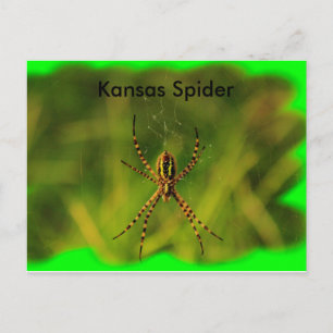 TARJETA POST de Kansas Garden Spider