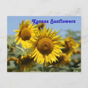 TARJETA POST de Kansas Sunflowers