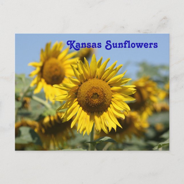 TARJETA POST de Kansas Sunflowers (Anverso)