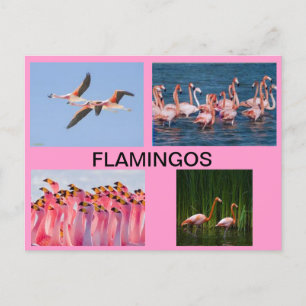 TARJETA POST FLAMINGOS