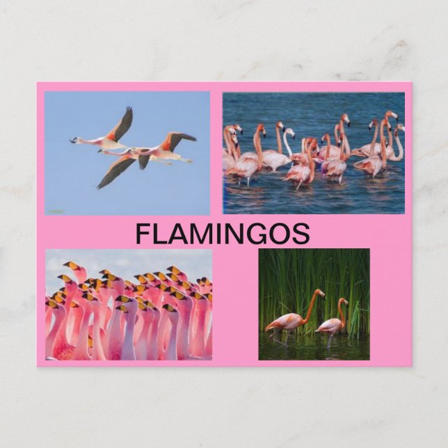 TARJETA POST FLAMINGOS (Anverso)