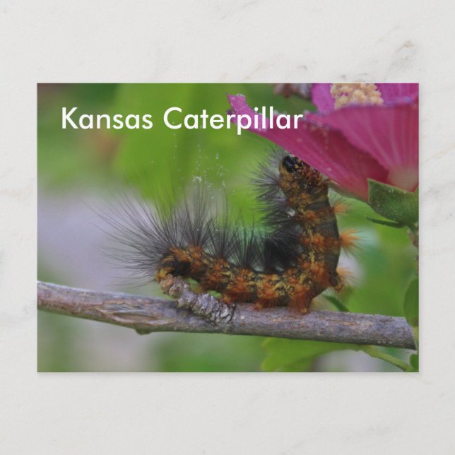 TARJETA POST POST de Kansas Caterpillar (Anverso)