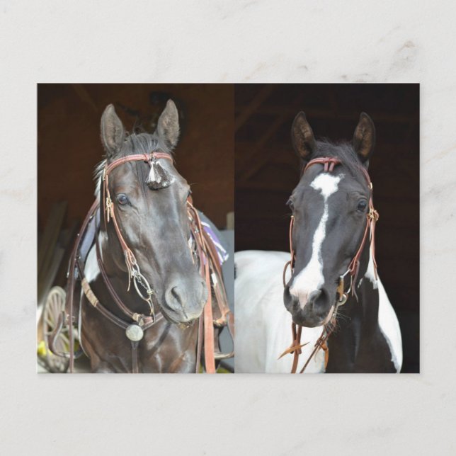 tarjeta posta de caballo de pinto (Anverso)